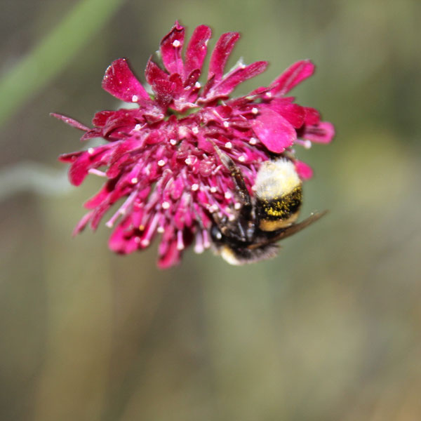  Blume mit Biene
