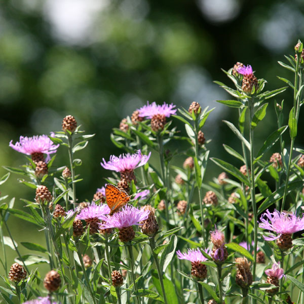 Schmetterling in Blumenwiese