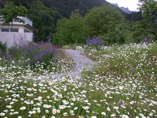 Garten Beispiel Blumenwiese