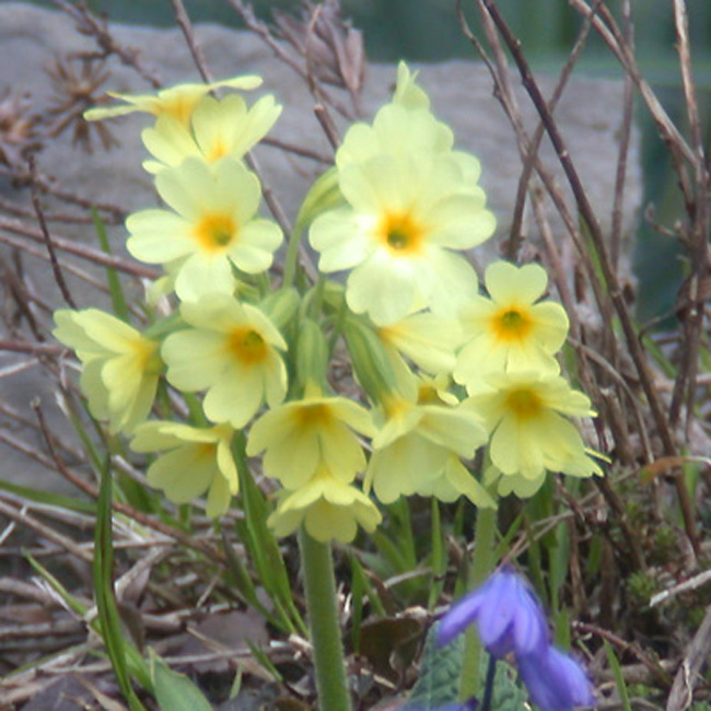 Schlüsselblume