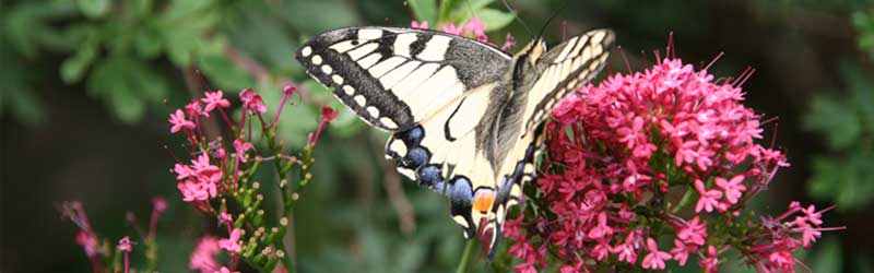 Der Staudengärtner Bild Schmetterling