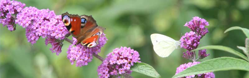 Der Staudengärtner Flieder mit Schmetterling