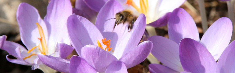 Der Staudengärtner Lila Krokus mit Biene